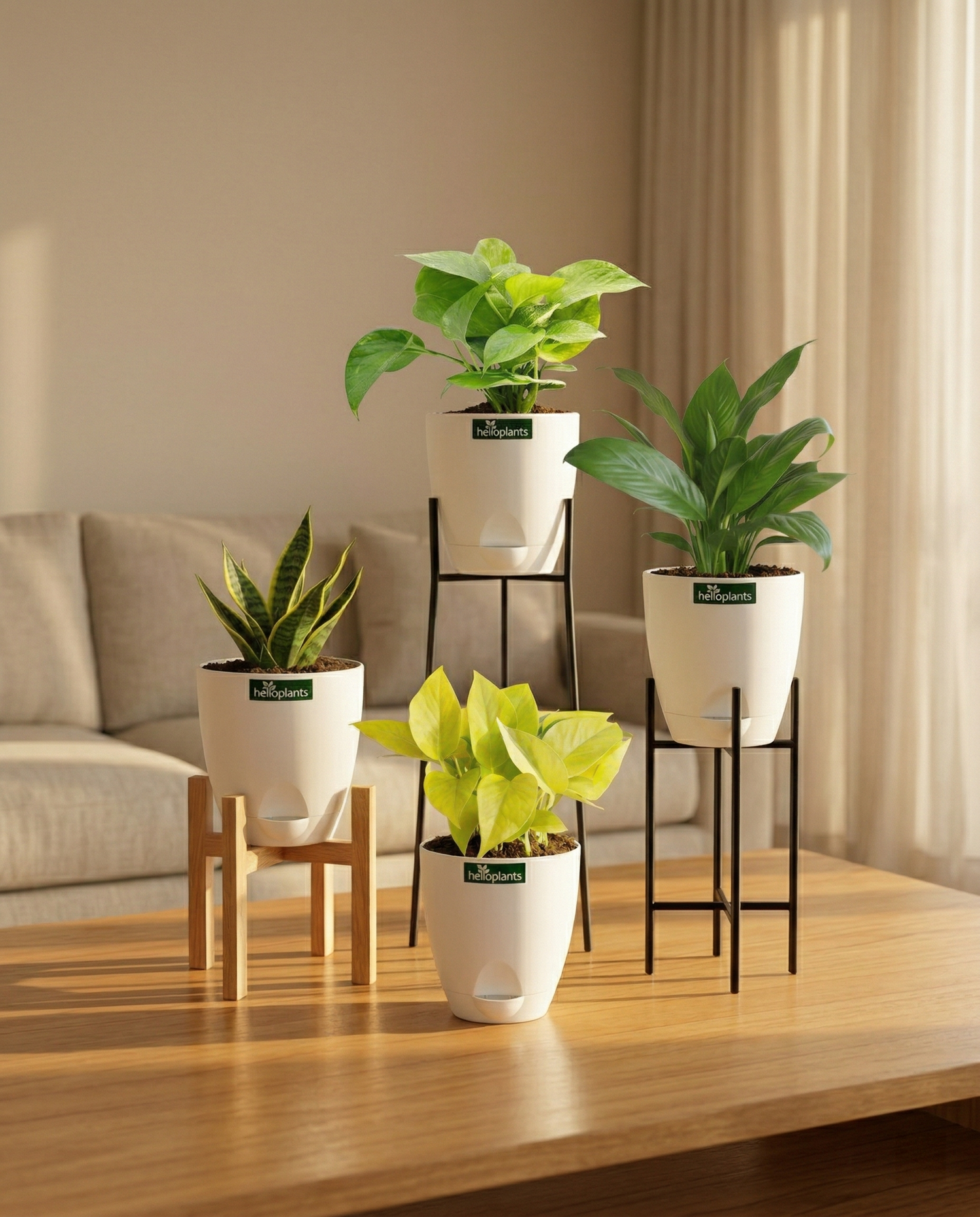 The Foundation 4-Pack