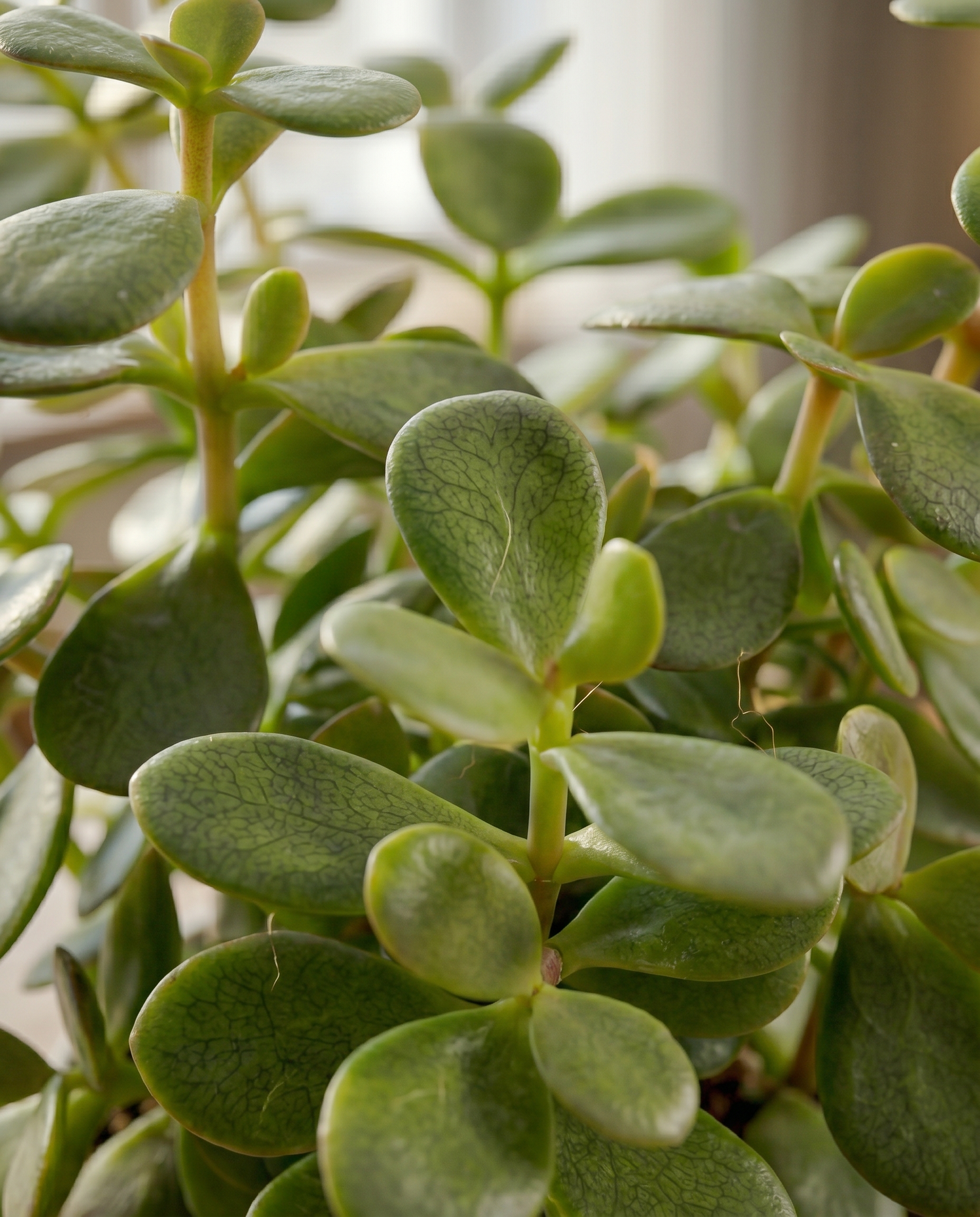 Jade Plant
