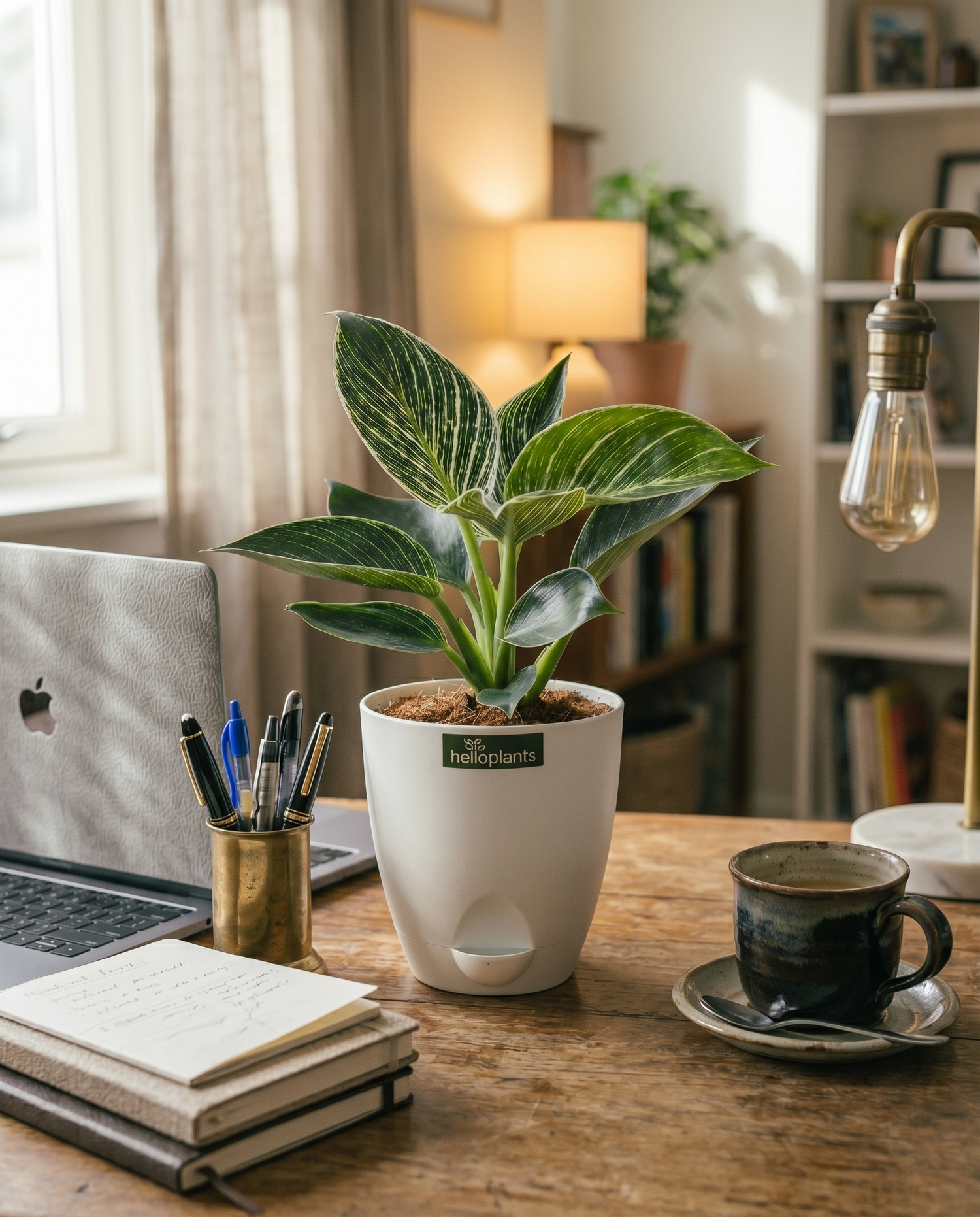 Philodendron Birkin Plant