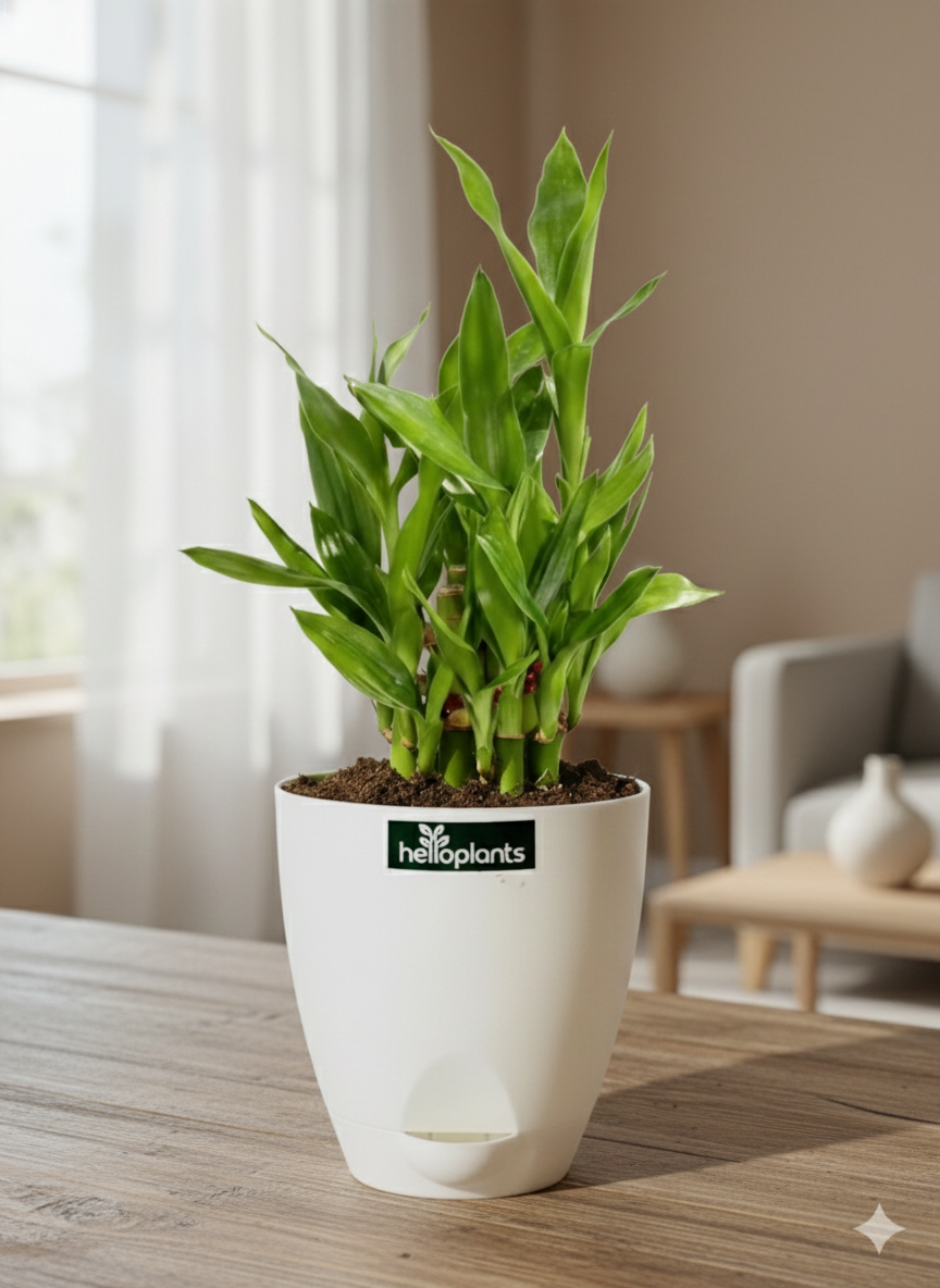 Lucky Bamboo