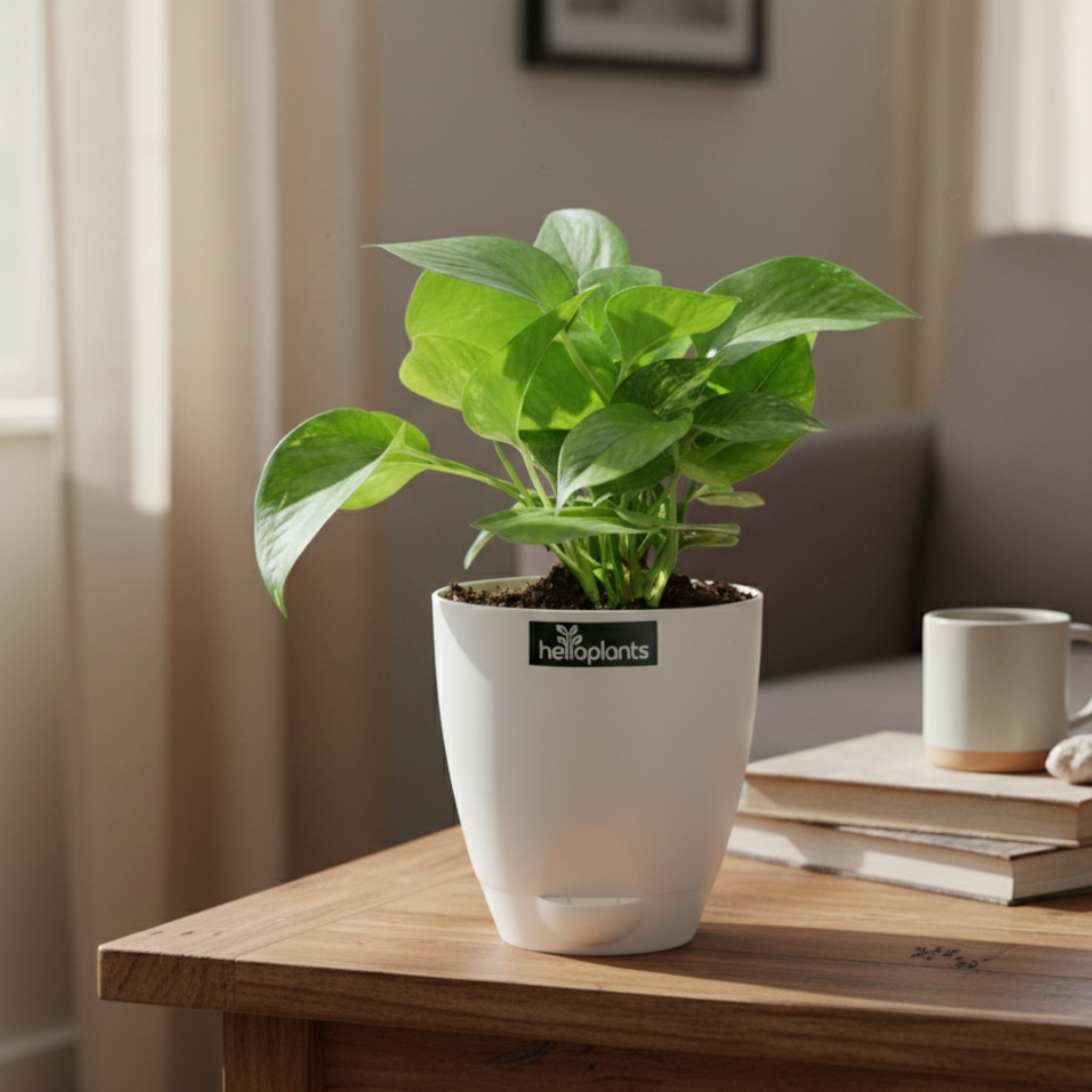 Green Money Plant (Golden Pothos)