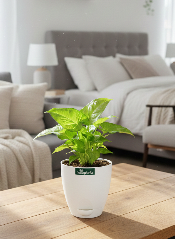Syngonium Green (Arrowhead Plant)