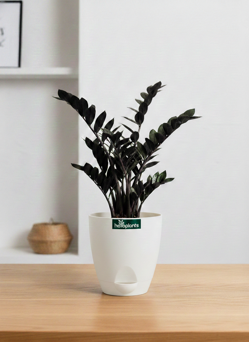 Zamia Black (Raven ZZ Plant)